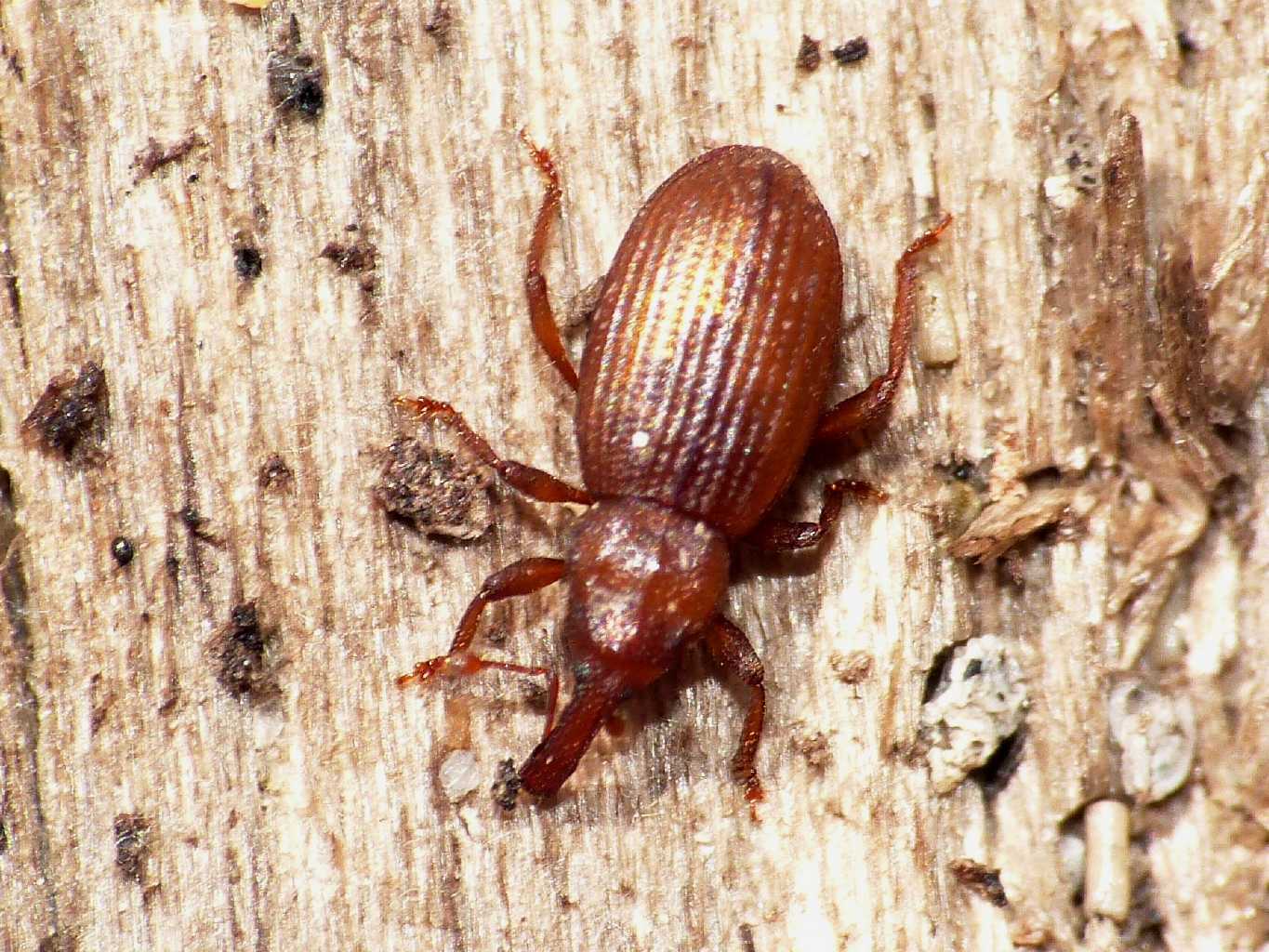 Piccolo Curculionidae di spiaggia - Styphloderes exsculptus